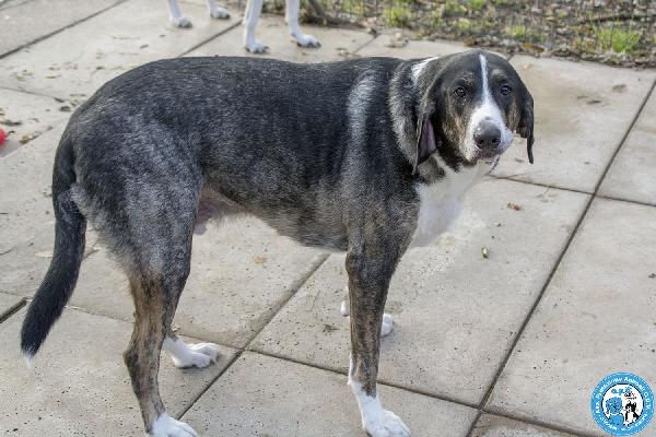 Blaky, il gigante buono in cerca di un nuovo inizio Foto 3